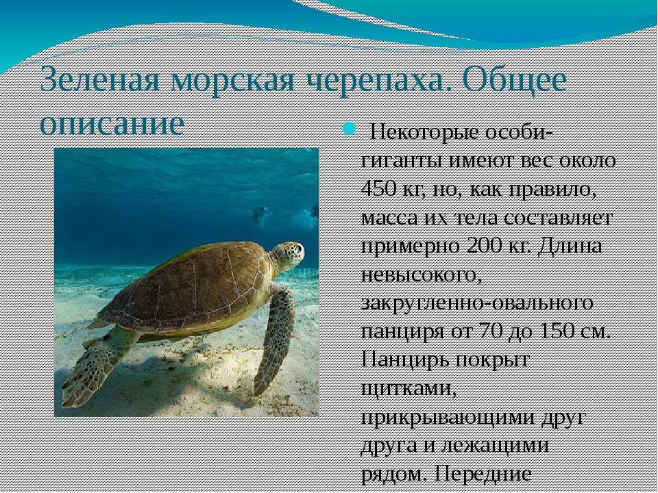 Среда обитания зеленой черепахи. Морская черепаха. Морская черепаха описание. Зелёная черепаха из красной книги. Зелёная морская черепаха из красной книги.