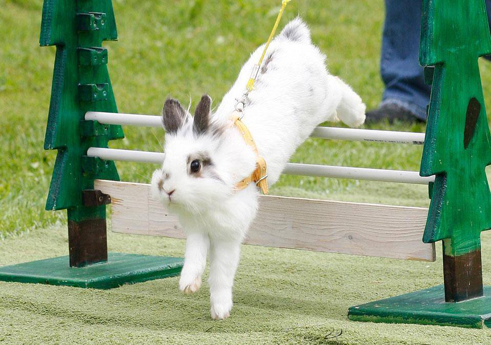 Как дрессировать кролика: правила игры и воспитания в домашних условиях