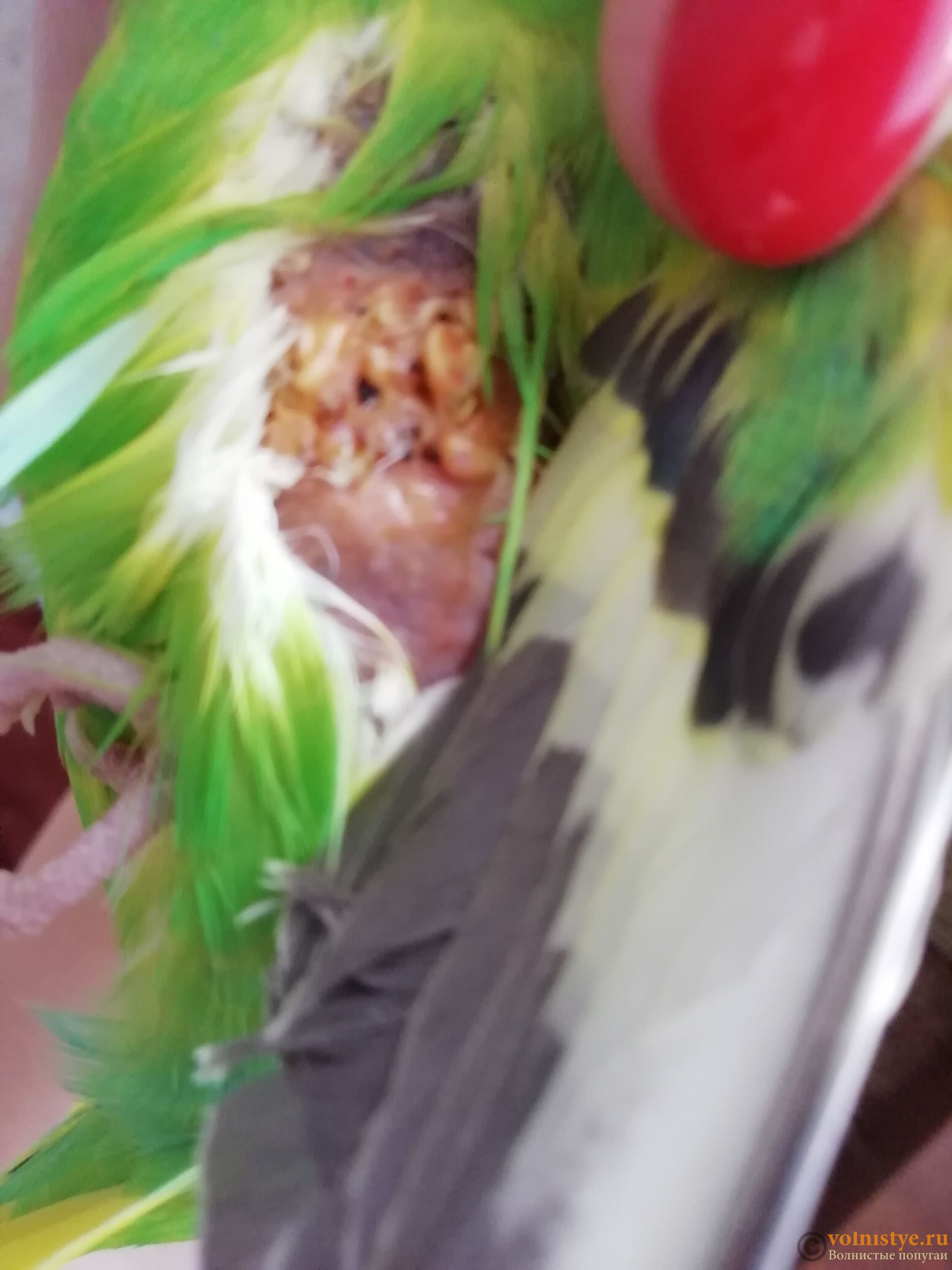 Болезни волнистых попугайчиков симптомы и лечение