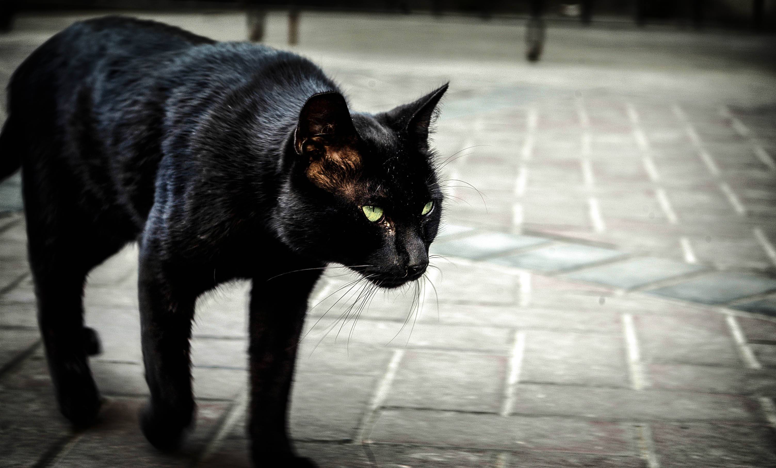 Чёрный кот в доме – хорошие и плохие приметы и суеверия