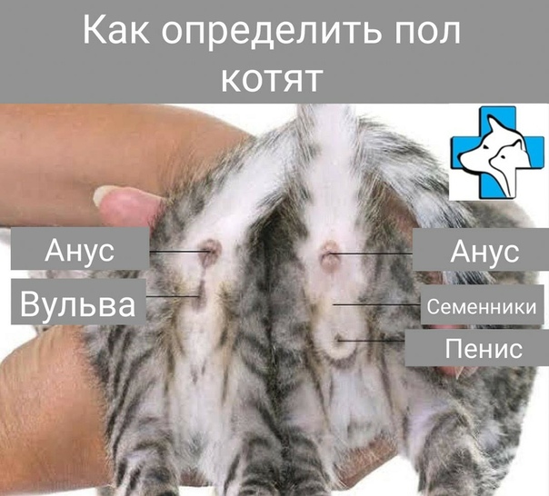 Кот или кошка фото