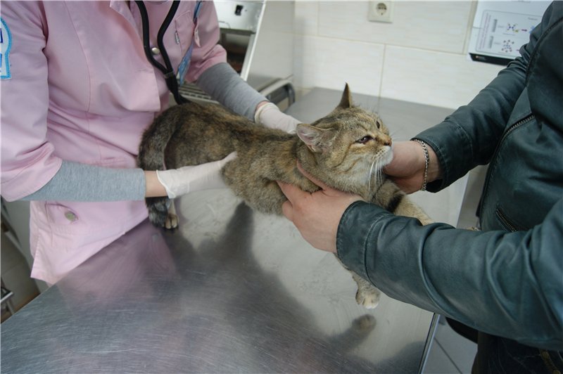 Лейкоз у кошек (вирусная лейкемия)