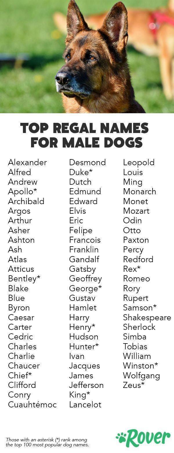 Как прикольно назвать собаку: обзор самых смешных и необычных имен