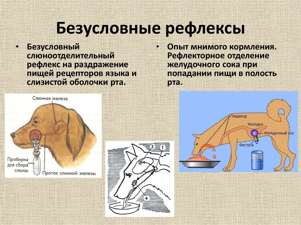 Что такое эффект собаки павлова: в чем суть исследования рефлексов