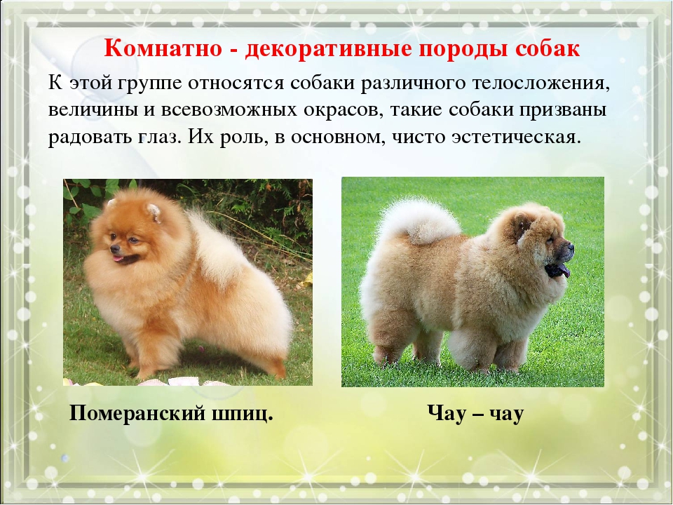 Немецкий шпиц и померанский шпиц отличия