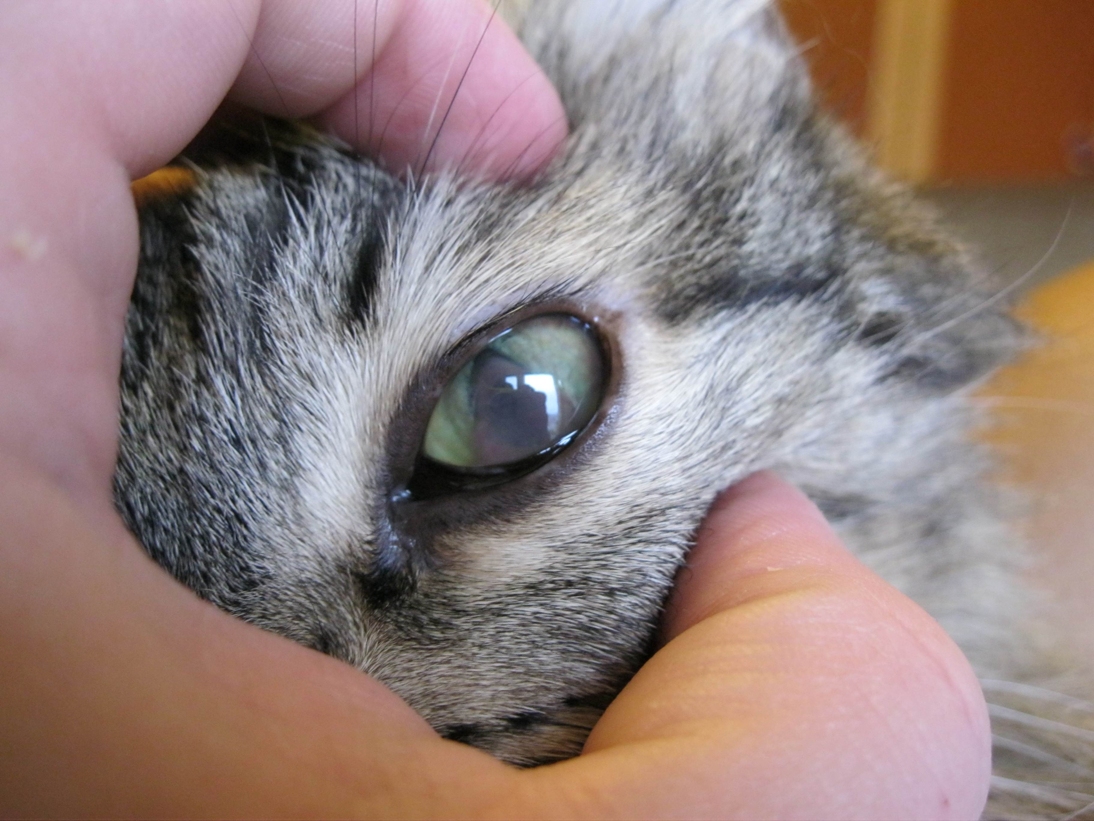 Мутный глаз у кошки - причины и методы лечения