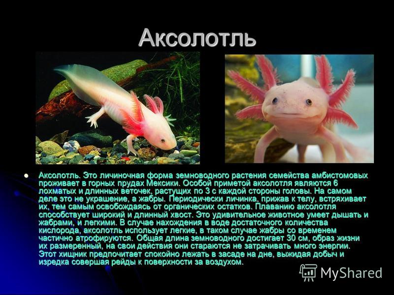 Аквариумные животные аксолотль. болезни аксолотлей и их признаки