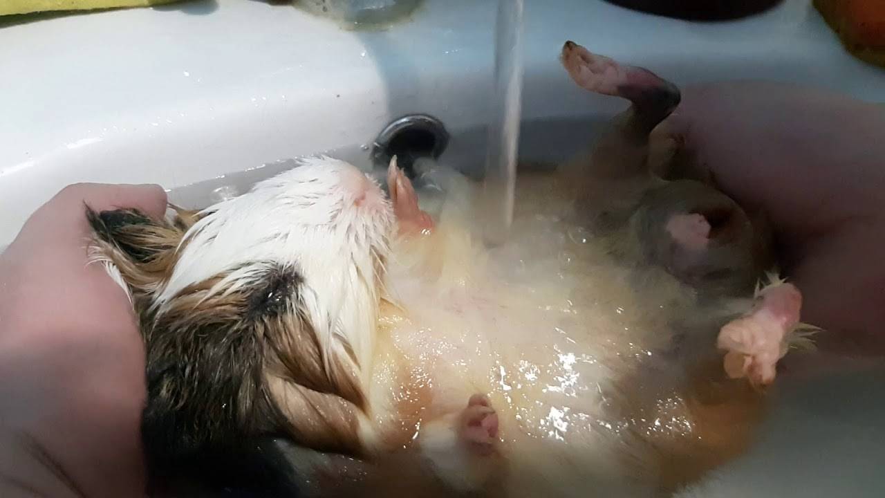 [новое исследование] как купать морскую свинку: как часто и как правильно, чем мыть свинку, советы, фото и видео
