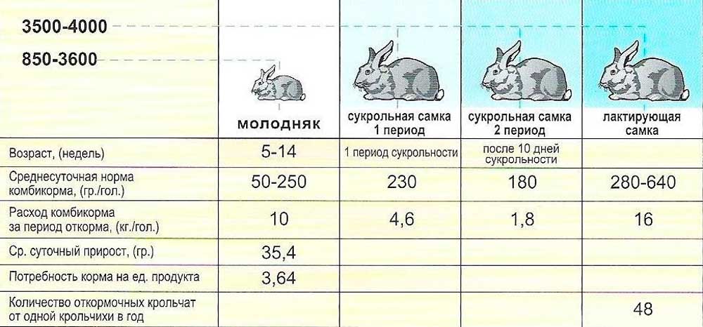 Как оценить возраст кролика по человеческим меркам? | кролики. разведение и содержание в домашних условиях