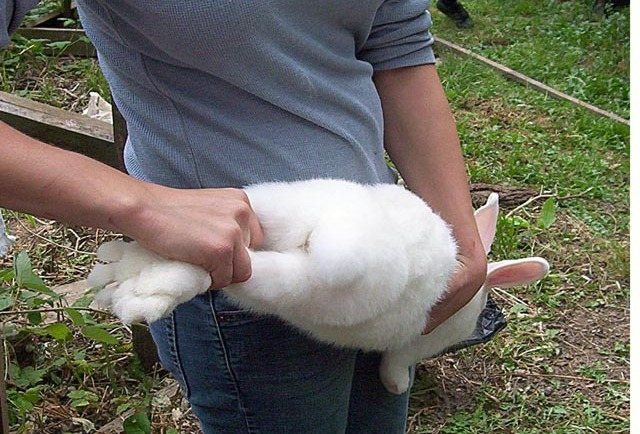 Как выполнить забой и разделку кролика самостоятельно