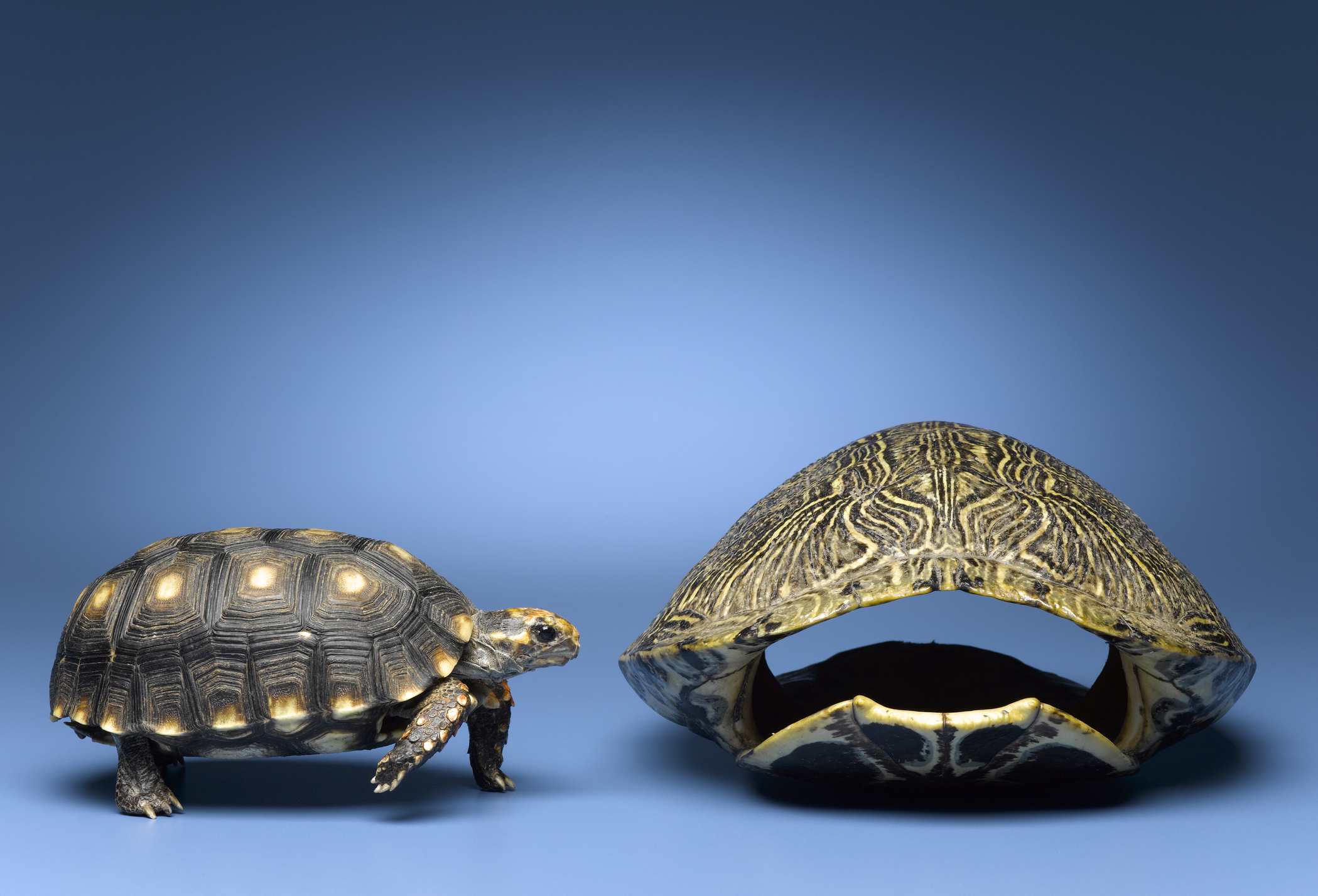 Фото, демонстрирующие, как выглядит черепаха без панциря