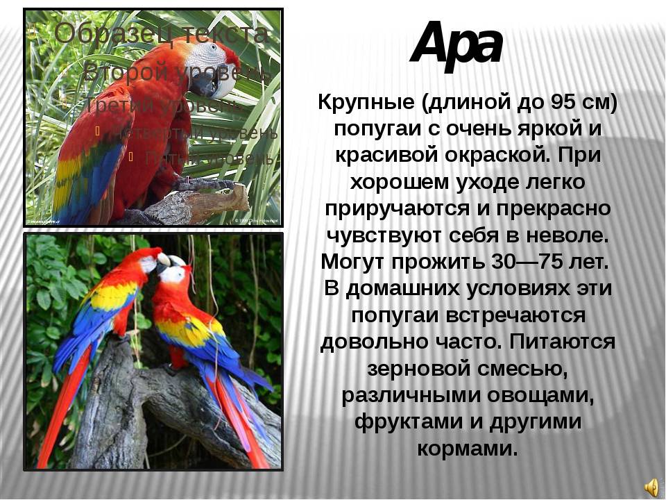 Содержание лори в домашних условиях