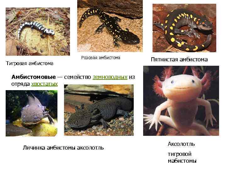 Аксолотль