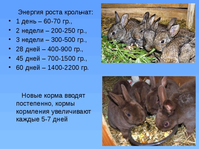 Разведение и содержание кроликов в домашних условиях