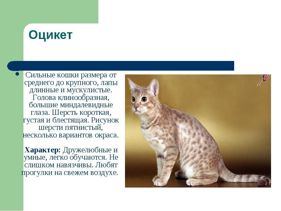 Оцикет: фото, описание, характер, содержание, отзывы