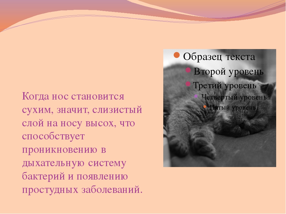 Какой должен быть нос у здоровых кошек, котов и котят и что делать, если он сухой, тёплый или горячий