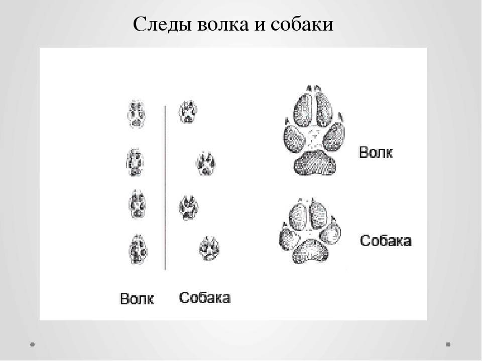 Волчьи следы