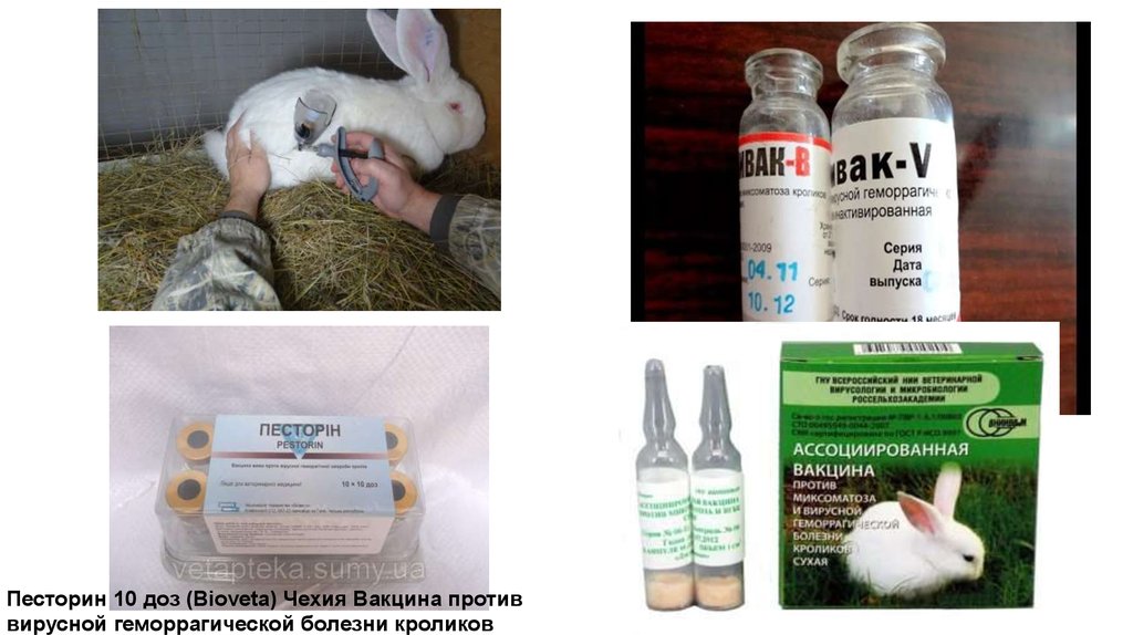 Как лечить миксоматоз у кроликов: описание заболевания, лечение в домашних условиях народными средствами