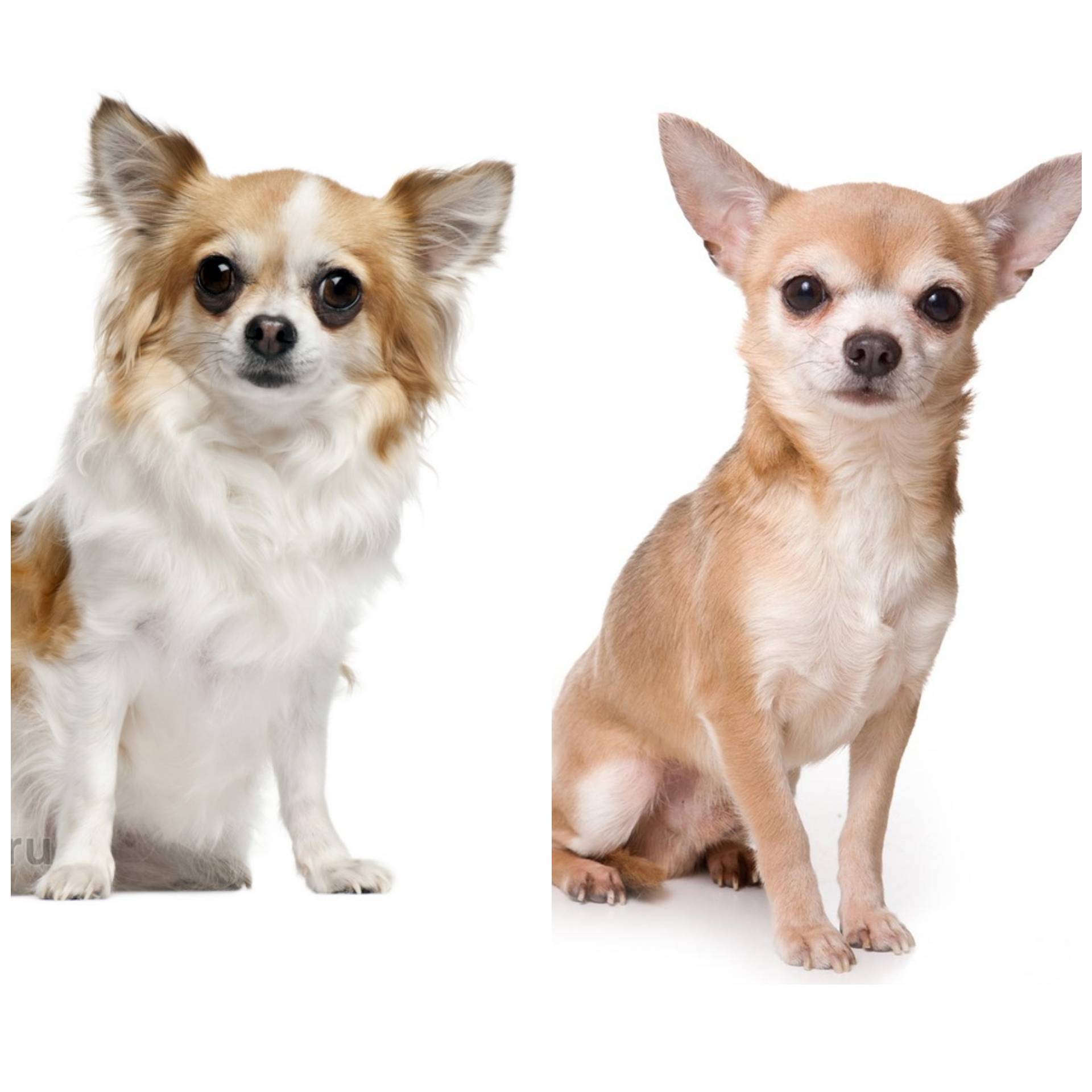 Основные сведения о собаках породы чихуахуа: происхождение, внешний вид, характер