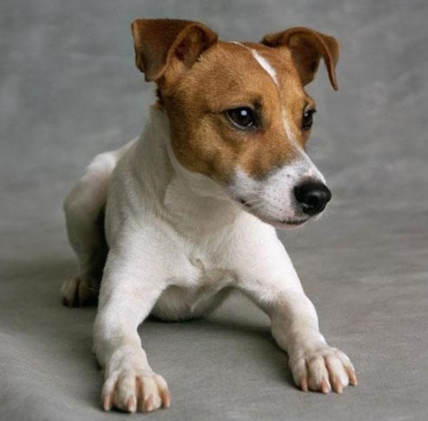 Собака из фильма «маска» с джимом керри: плюсы и минусы породы собак джек рассел терьер