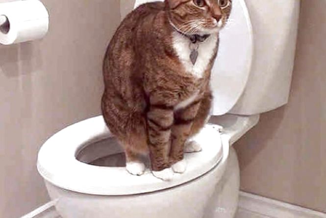 Почему кот ходит в туалет по большому с кровью, причины и лечение