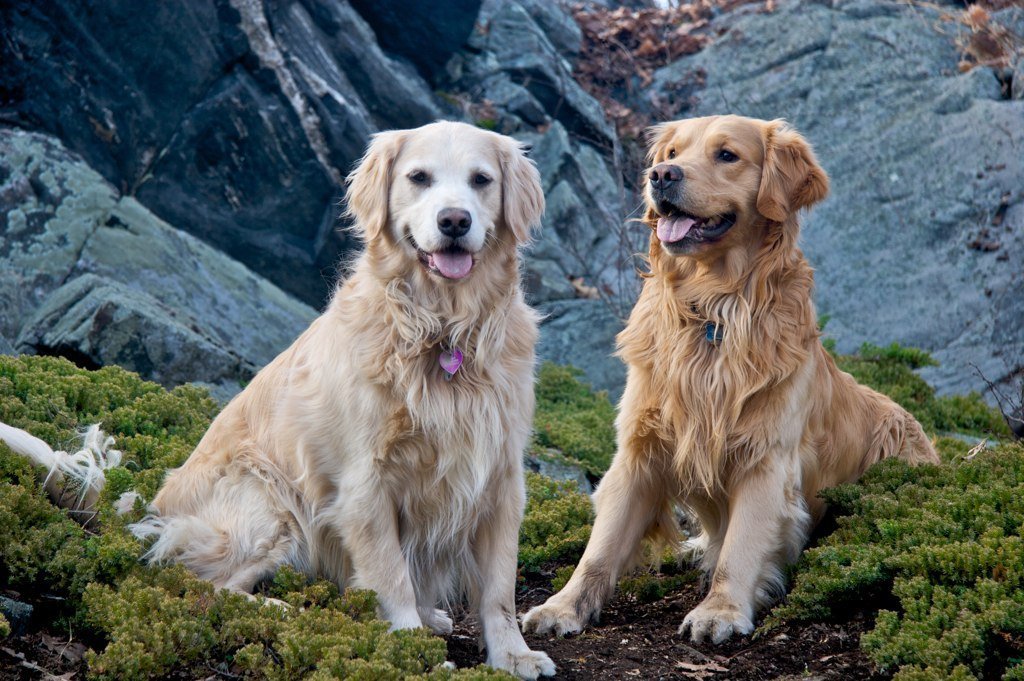 Золотистый ретривер: описание породы с фото собак голден (золотой) ретривер