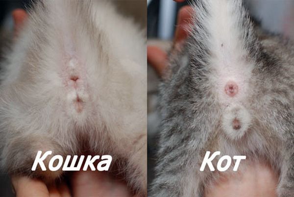 Как отличить кота от кошки, определить пол котенка: фото и видео