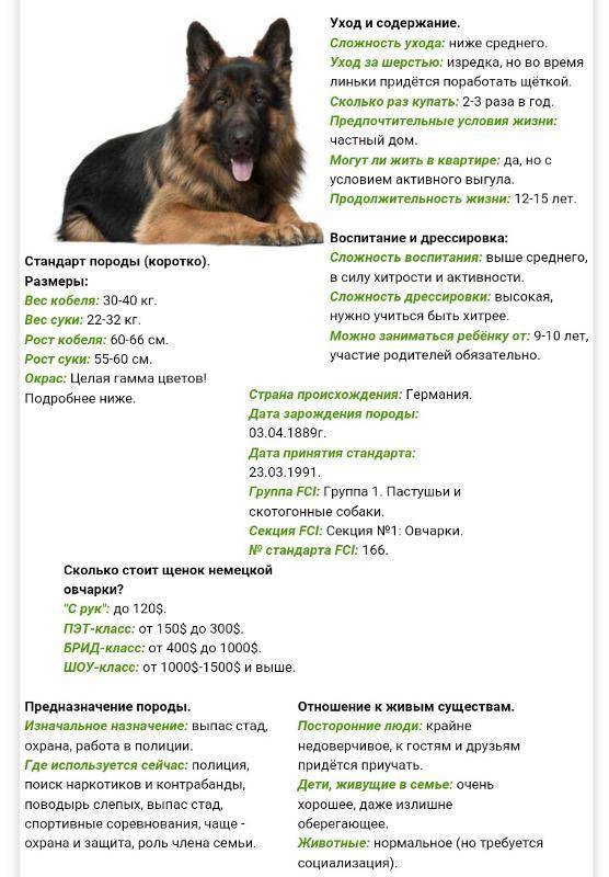Особенности кормления щенка немецкой овчарки
особенности кормления щенка немецкой овчарки