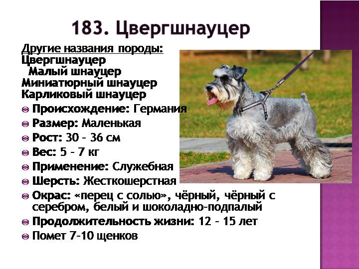 Миттельшнауцер: описаине, воспитание, стоимость