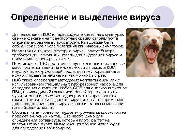 Расшифровка анализа на впч: интерпретация результатов анализов. вероятный диагноз | университетская клиника