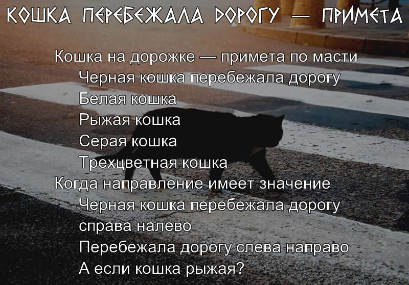 Что означает цвет кошки, перебежавшей дорогу: приметы на удачу и беду