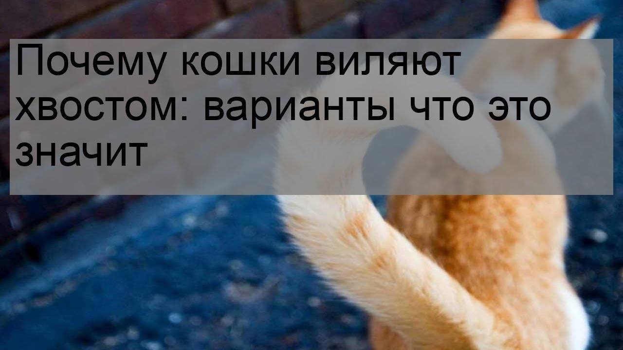 Почему кошки виляют хвостом - что это значит, эмоции кота
