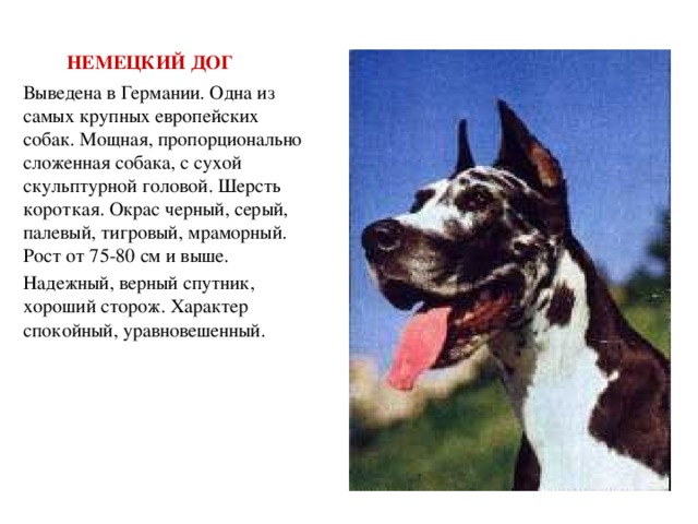 Немецкий дог: фото, описание, характер, содержание, отзывы