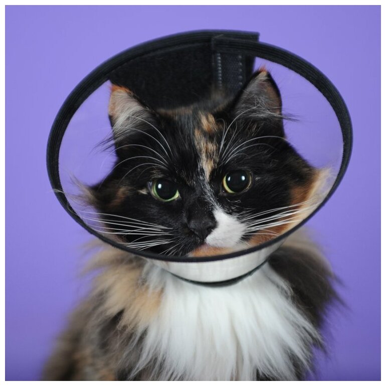Воротник для кошек: 95 фото видео как выбрать модель и сделать своими руками кошачий воротник