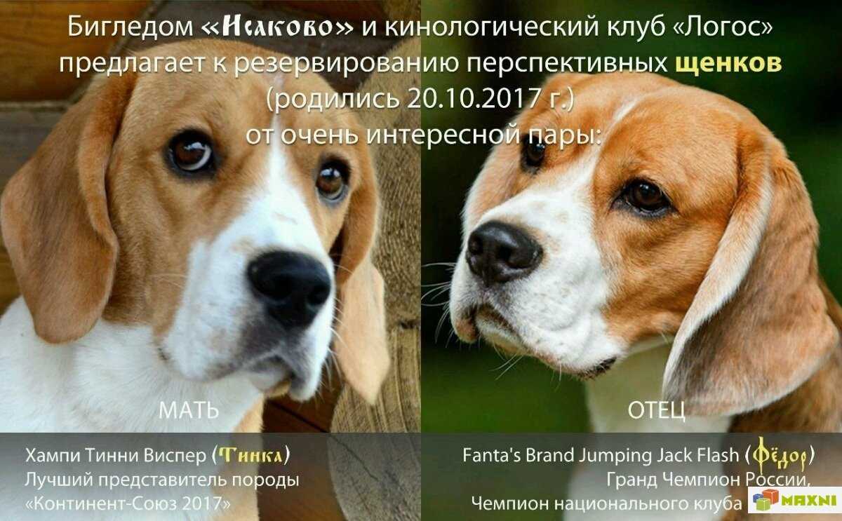Собака бигль (фото): отличный охотник, озорной компаньон
