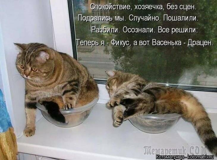 Интересные истории про кошек короткие, веселые истории про котов и кошек
