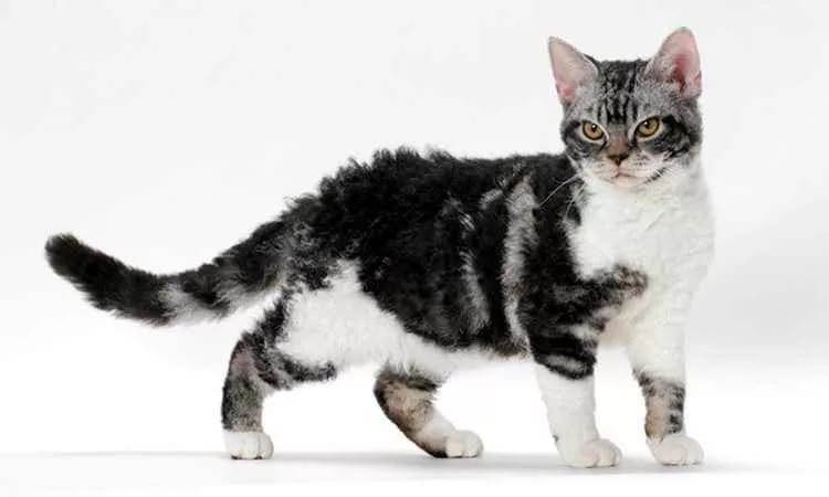 Американская короткошерстная и жесткошерстная кошки: уход и история породы