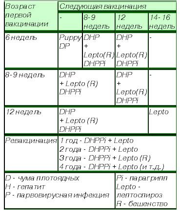 Вакцинация щенков — что, когда и для чего?