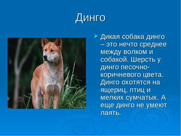 Австралийская собака динго: интересные факты