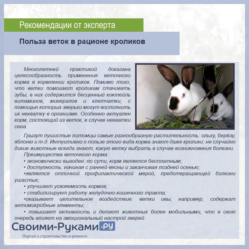 Какие ветки можно давать кроликам?
