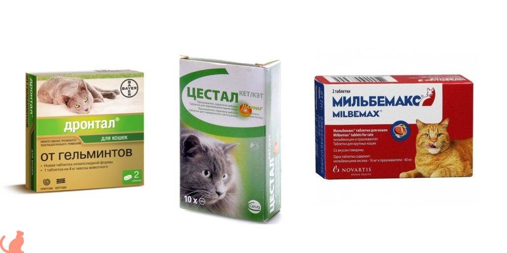 7 признаков глистов у котенка