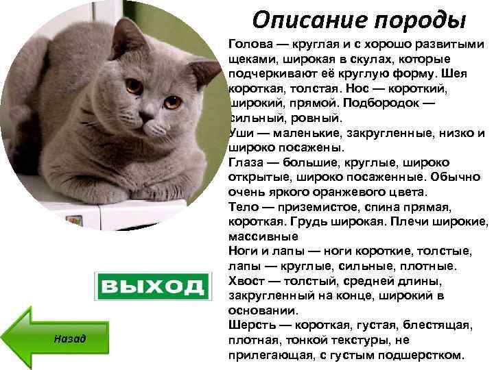 Вислоухими бывают только шотландцы или и британцы, чем британские кошки отличаются от шотландских: сравнение пород, фото