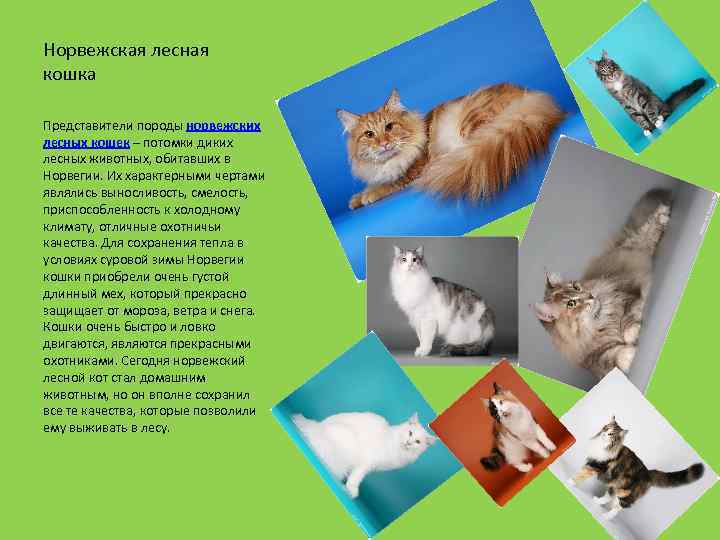 Норвежская лесная кошка (фото): доброта, облаченная в нордический характер - kot-pes