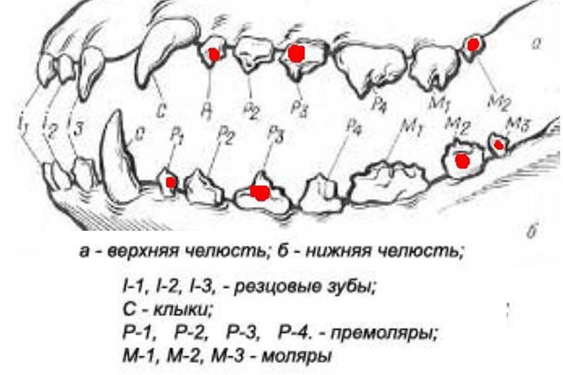 Как по зубам определить возраст собаки