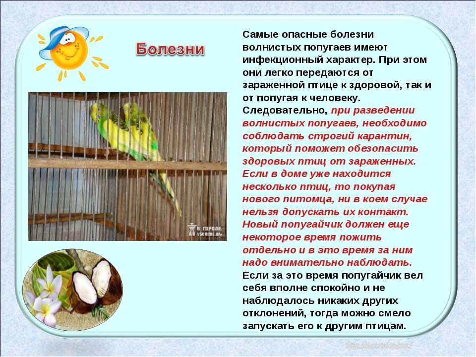 Какие фрукты, овощи, ягоды и зелень можно давать попугаю