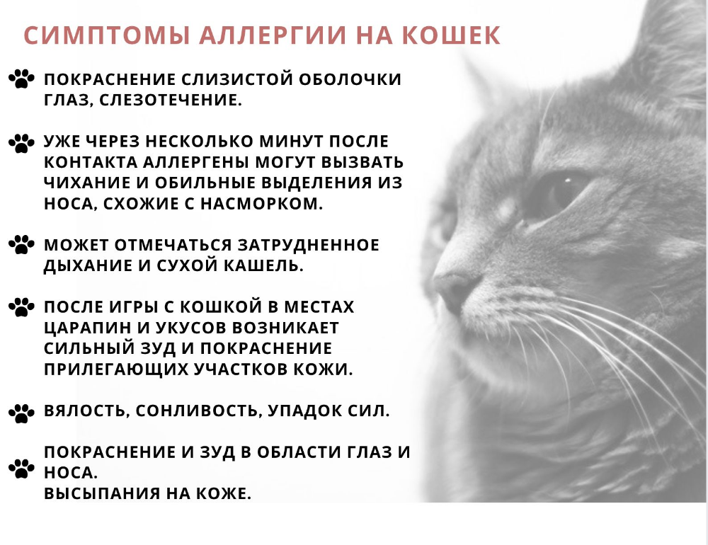 5 причин почему кошка постоянно чешется - что делать