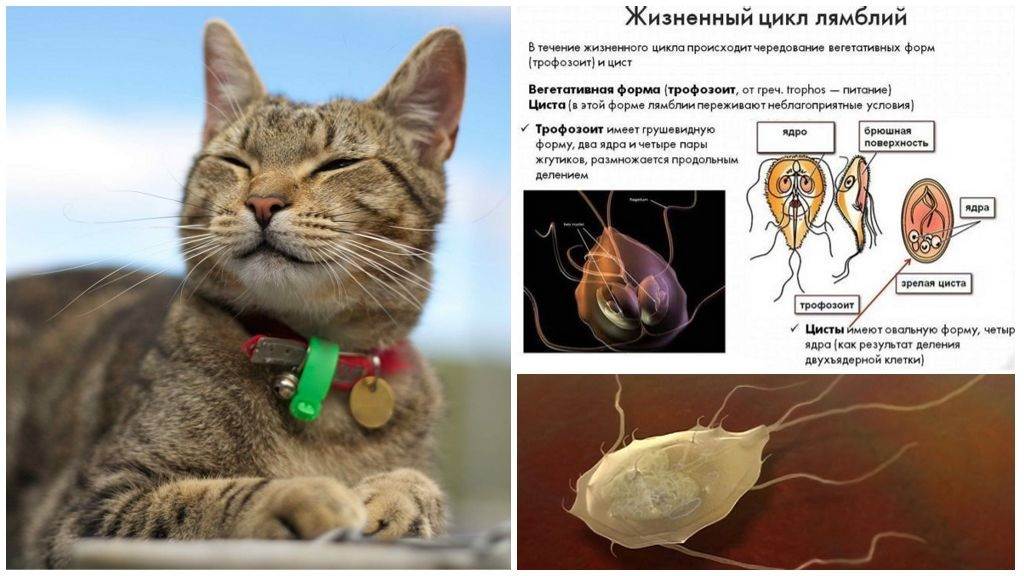 Глисты у кошек: виды, фото, локализация