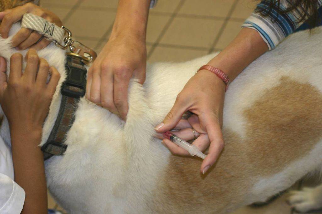 Прививка для собак: как подготовить к ней любимца и как часто должна проводиться вакцинация собак