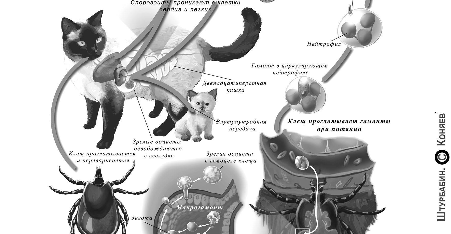 Микоплазмоз у кошек: симптомы, диагностика и схема лечения, опасность для человека