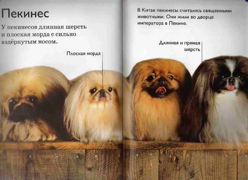 Пекинес: характеристика, описание породы, плюсы и минусы, уход и содержание, чем кормить